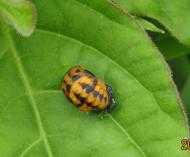 ナナホシテントウ