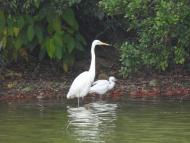 ダイサギ、コサギ