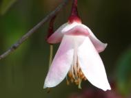 カメリア エリ...