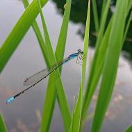 ホソミイトトンボ