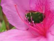 コアオハナムグリ