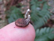 シロヒナノチャ...