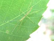 ヤスマツトビナ...