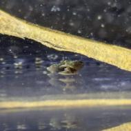 ヒラマキミズマイマイ