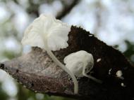 シロホウライタケ