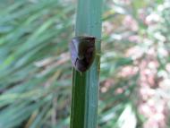 チャバネアオカメムシ