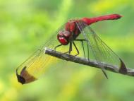 コノシメトンボ