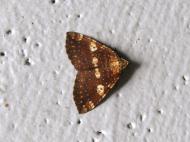 モンキキナミシャク