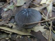 コンイロイッポ...