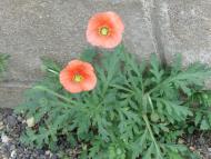 ナガミヒナゲシ