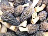 トガリアミガサタケ