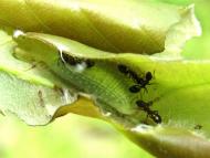 ムラサキシジミ