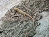 ニホンカナヘビ