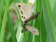 ヒメウラナミジャノメ