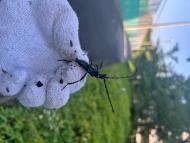 クビアカツヤカミキリ