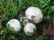 オオシロカラカサタケ