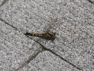 シオカラトンボ