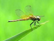 ベニトンボ
