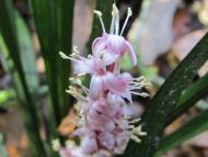 キチジョウソウ