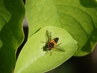 アシブトハナアブ