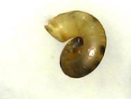 ミジンヤマタニ...