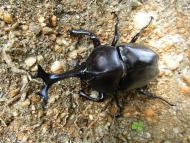 カブトムシ