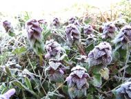 ヒメオドリコソウ