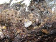 ゴマガイ(稚貝）