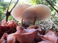 ハナビラニカワ...