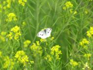 モンシロチョウ