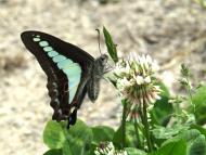 アオスジアゲハ