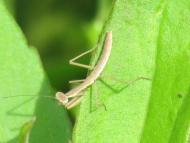 カマキリ科の1種