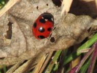 ナナホシテントウ