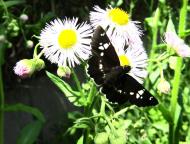 ダイミョウセセリ