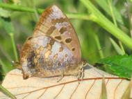 ムラサキツバメ