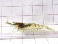 カワリヌマエビ...