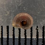 ヒロマキミズマイマイ