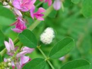 コマユバチの繭