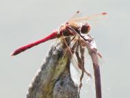 タイリクアカネ