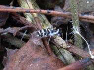 イトヒキミジン...