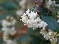 ヒイラギモクセイ