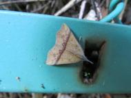 ナミテンアツバ