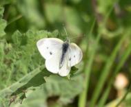 モンシロチョウ