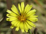 ホソバアキノノゲシ