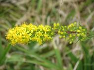 アキノキリンソウ