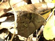 クロコノマチョウ