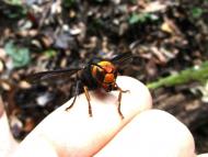 コガタスズメバチ