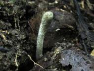 ハナヤスリタケの一種