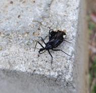 ヨコヅナサシガメ