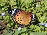 ツマグロヒョウモン